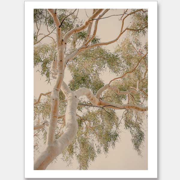 Golden Hour Gum Tree Unframed Art Print