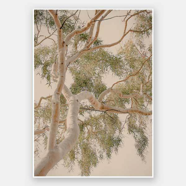 Golden Hour Gum Tree Unframed Art Print