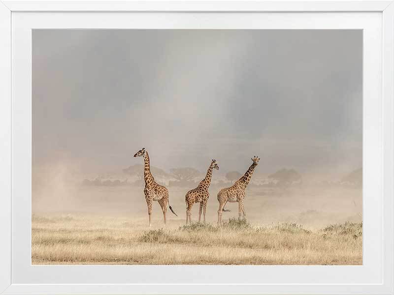 It's a Giraffe's world Framed Art Print