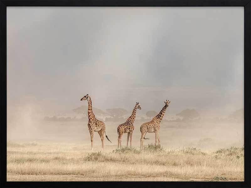 It's a Giraffe's world Framed Art Print