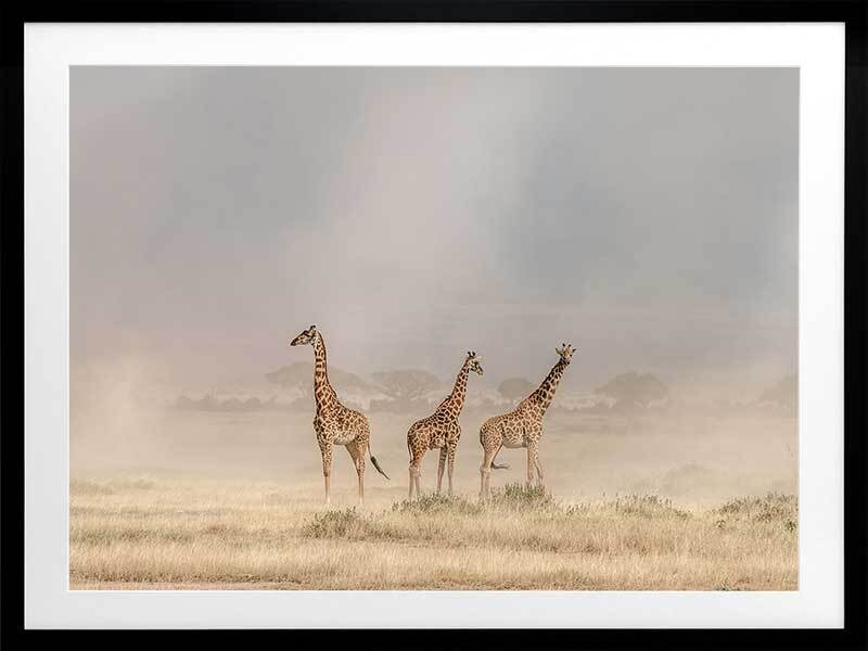 It's a Giraffe's world Framed Art Print