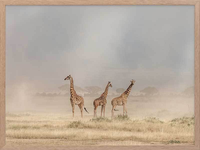 It's a Giraffe's world Framed Art Print