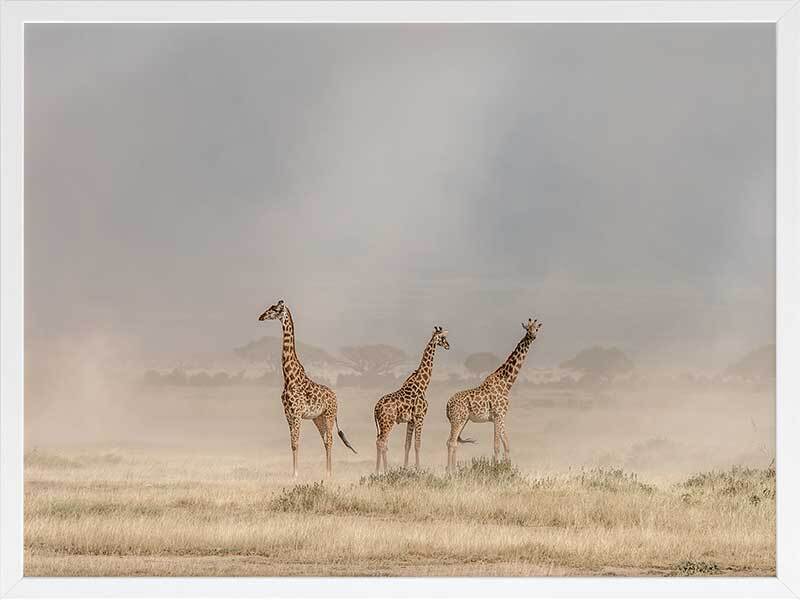 It's a Giraffe's world Framed Art Print