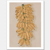 Platano I Clay Unframed Art Print