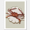 Crustacean Beige Unframed Art Print 
