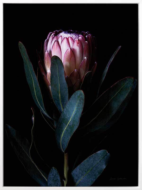 Protea Portrait Canvas Art Print