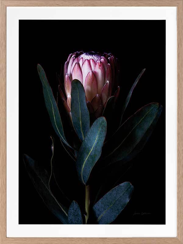 Protea Portrait Framed Art Print