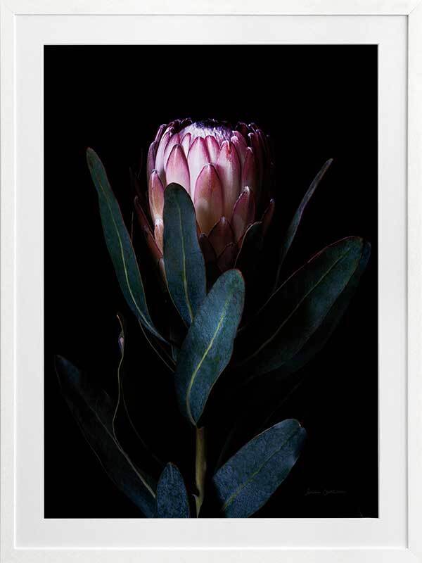 Protea Portrait Framed Art Print