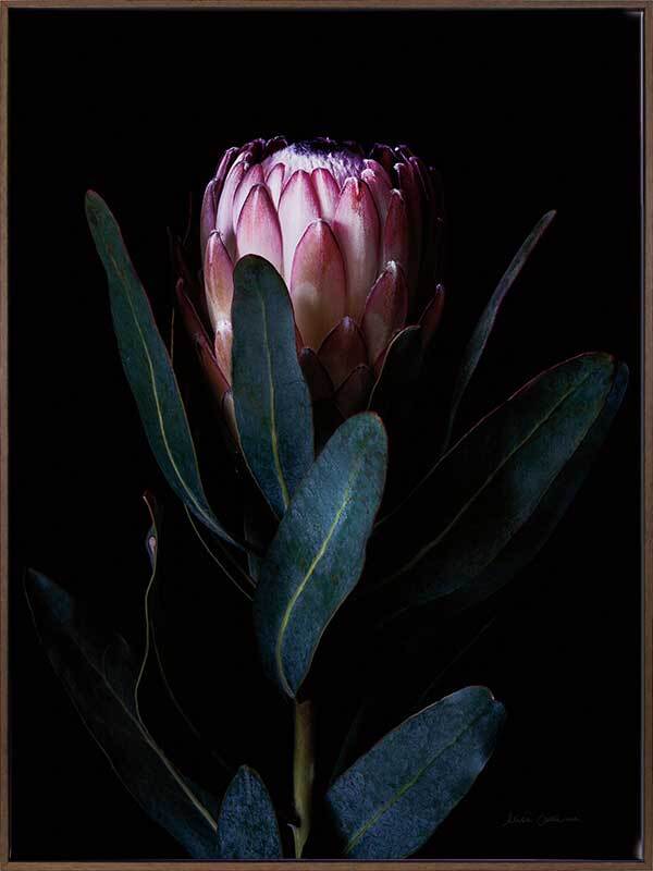 Protea Portrait - Buy Floral & Botanical Themed Canvas Art by