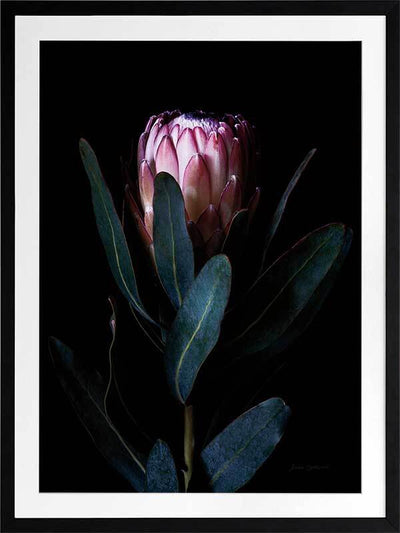 Protea Portrait Framed Art Print