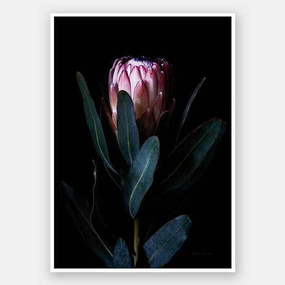 Protea Portrait Unframed Art Print