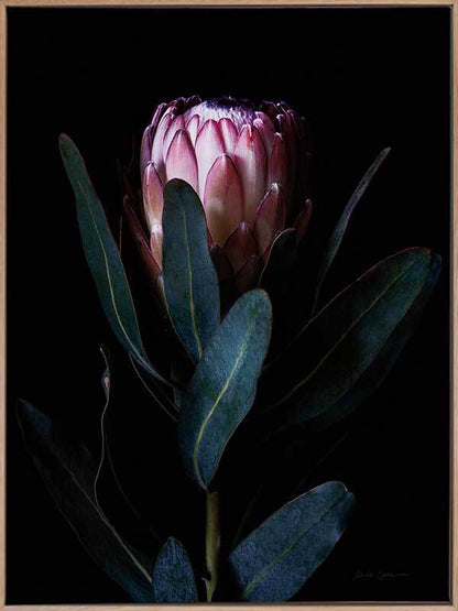 Protea Portrait Canvas Art Print