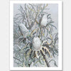 Banksia Unframed Art Print