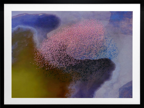 A Flamboyance Framed Art Print