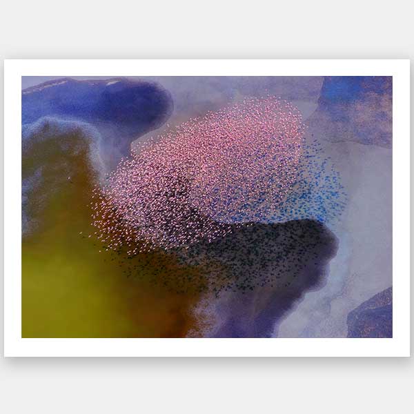 A Flamboyance Unframed Art Print