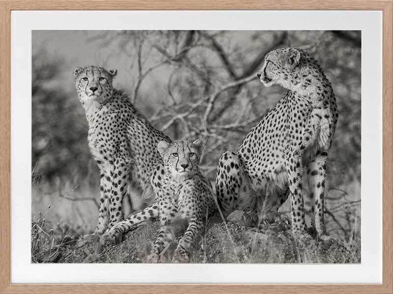 Cheetah Tribe Framed Art Print