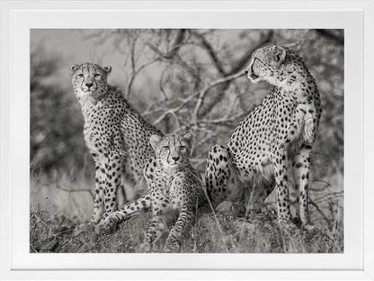 Cheetah Tribe Framed Art Print