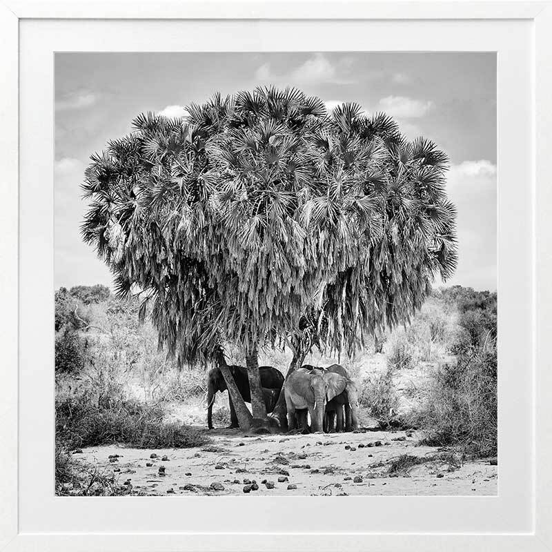 Elephants in Hiding Framed Art Print