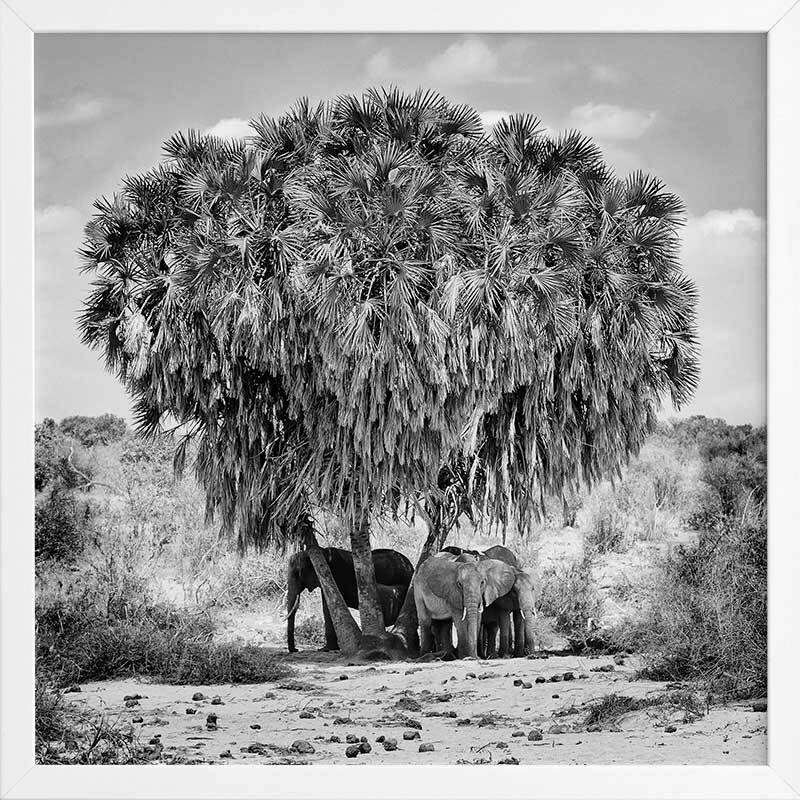 Elephants in Hiding Framed Art Print