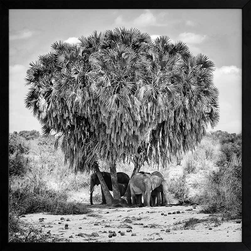 Elephants in Hiding Framed Art Print