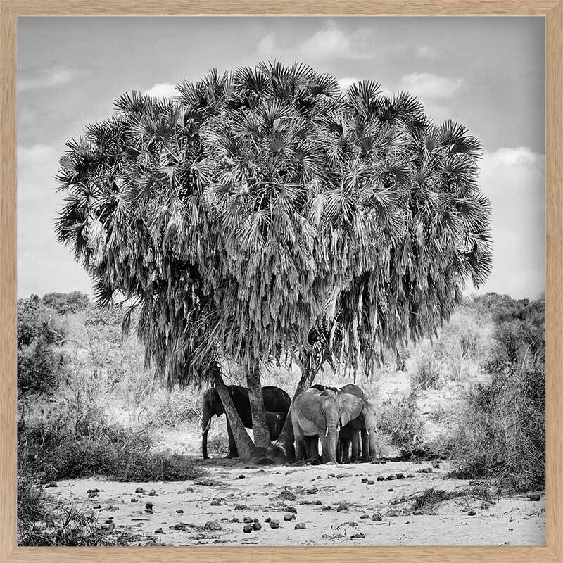 Elephants in Hiding Framed Art Print