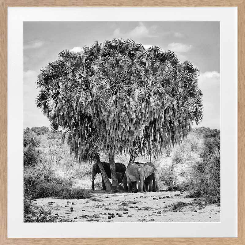 Elephants in Hiding Framed Art Print