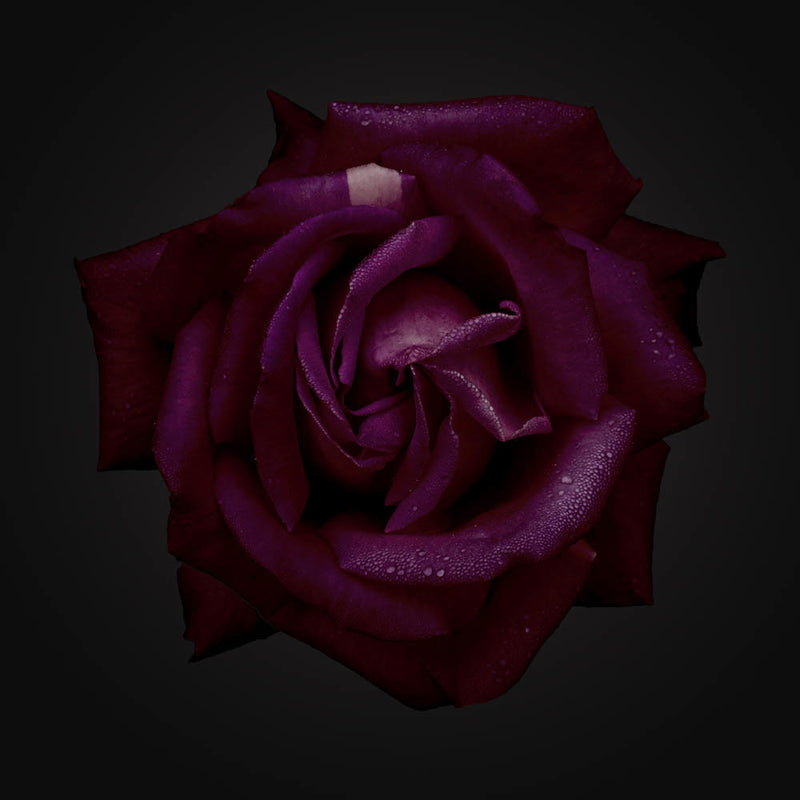 Enchantress Canvas Art Print