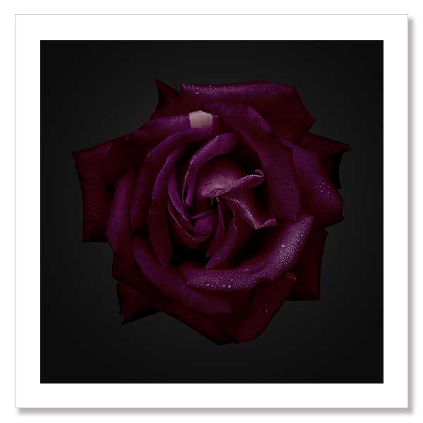 Enchantress Unframed Art Print