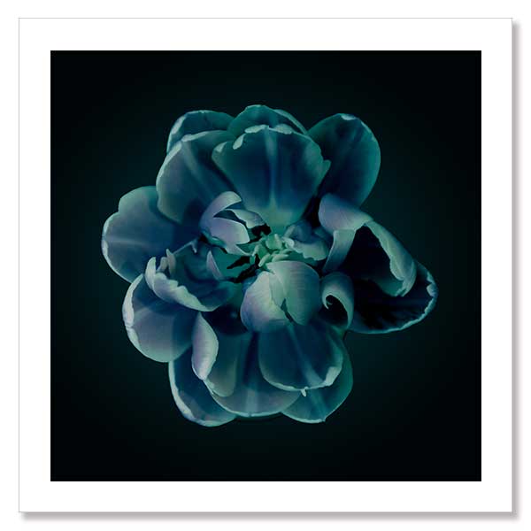 Charm Unframed Art Print