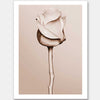 Rosewater Unframed Art Print
