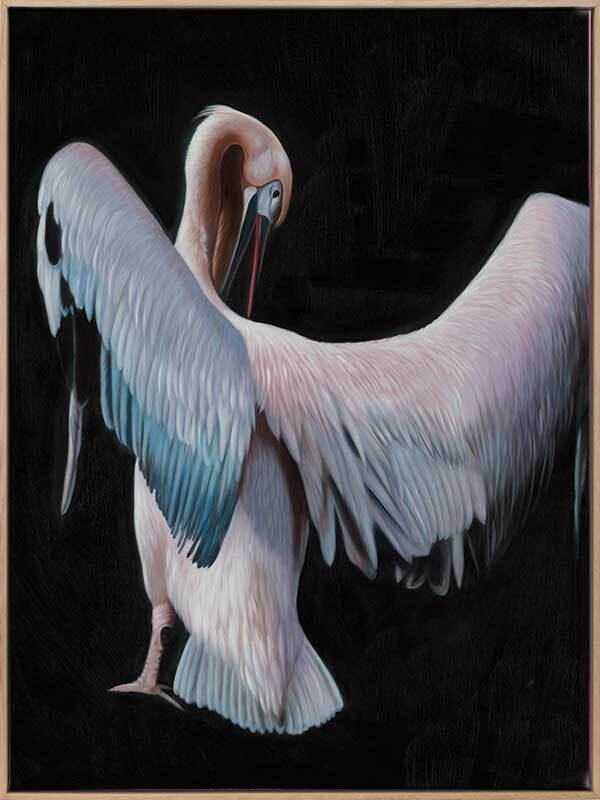 Pelican Canvas Art Print