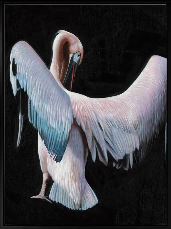 Pelican Canvas Art Print