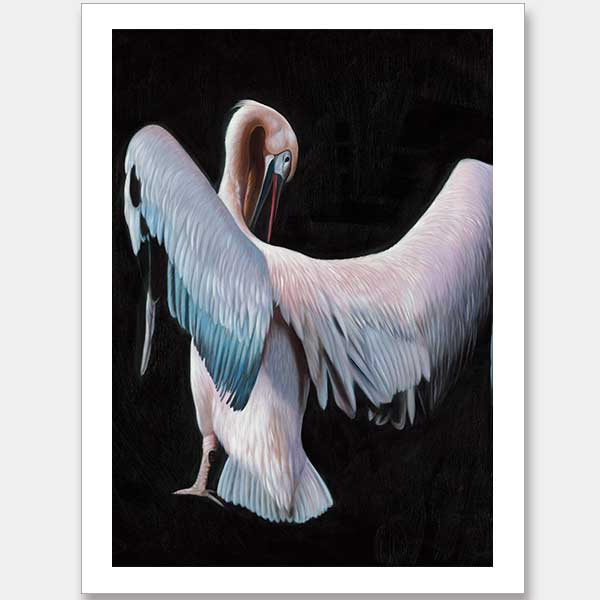 Pelican Unframed Art Print