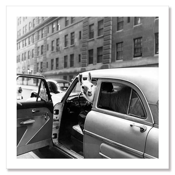 Linda Llama Unframed Art Print