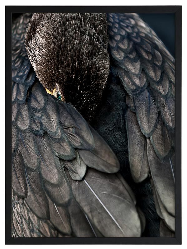 Duck Down Framed Art Print