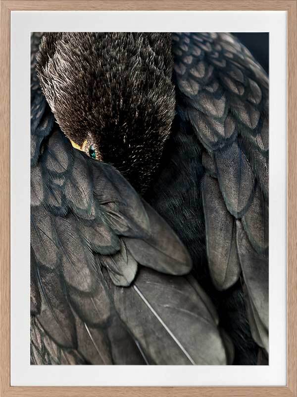 Duck Down Framed Art Print