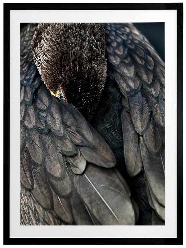 Duck Down Framed Art Print