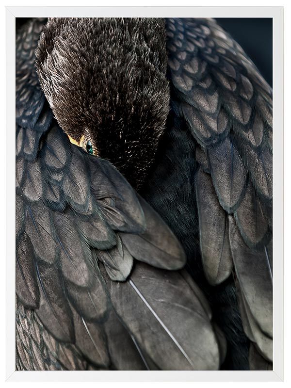 Duck Down Framed Art Print