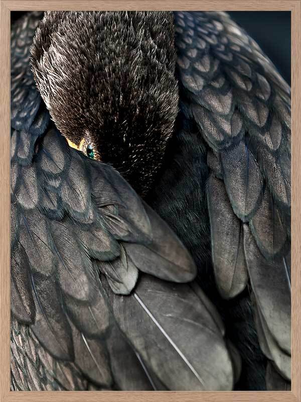 Duck Down Framed Art Print