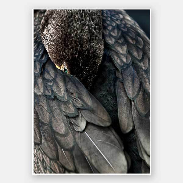 Duck Down Unframed Art Print