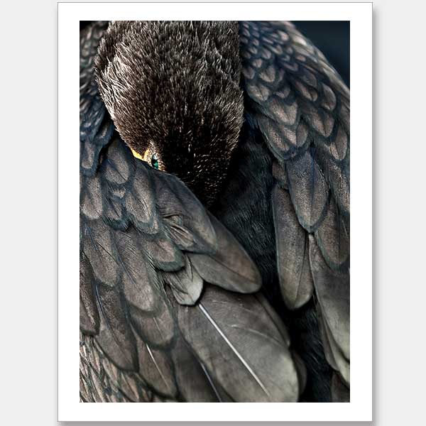 Duck Down Unframed Art Print