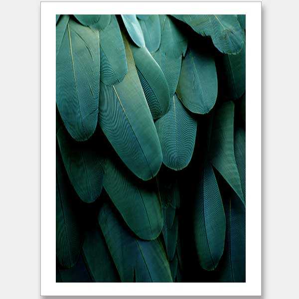 Green Jay Unframed Art Print