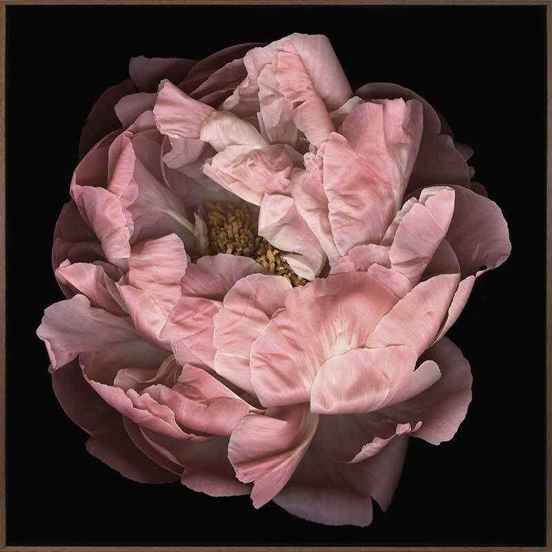 Hopeful I Canvas Art Print