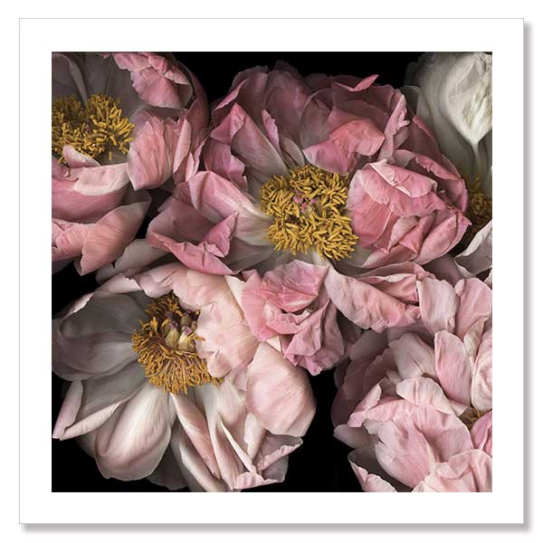 Hopeful II Unframed Art Print