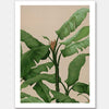 Panama II Unframed Art Print
