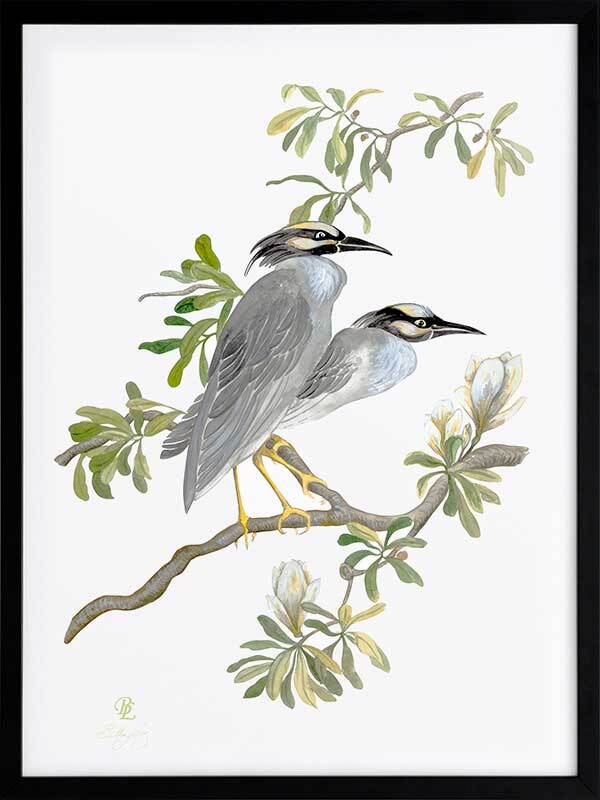 Indian Cranes Framed Art Print