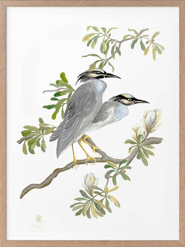 Indian Cranes Framed Art Print