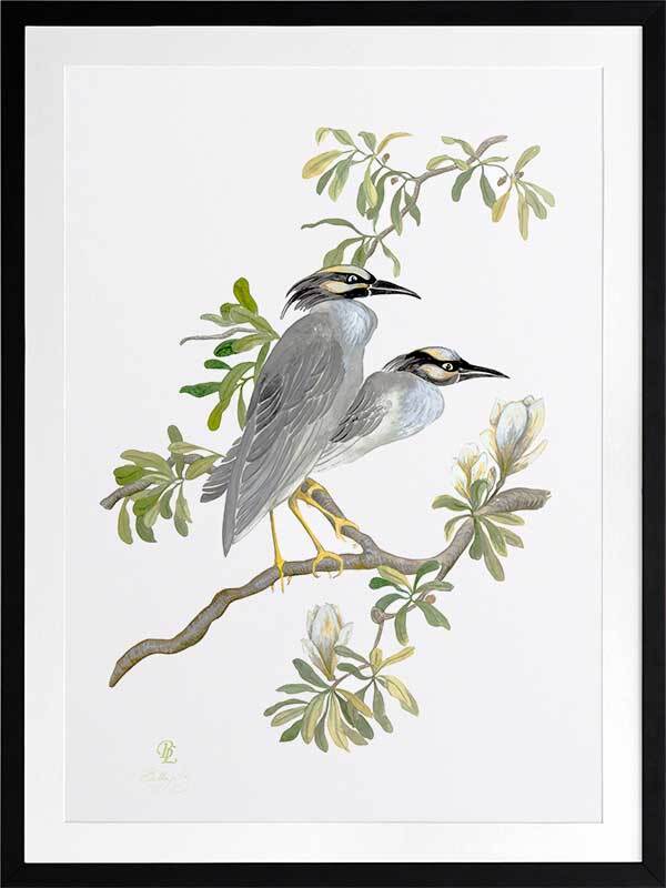 Indian Cranes Framed Art Print