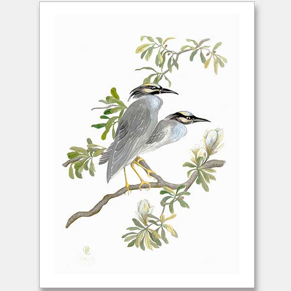 Indian Cranes Unframed Art Print