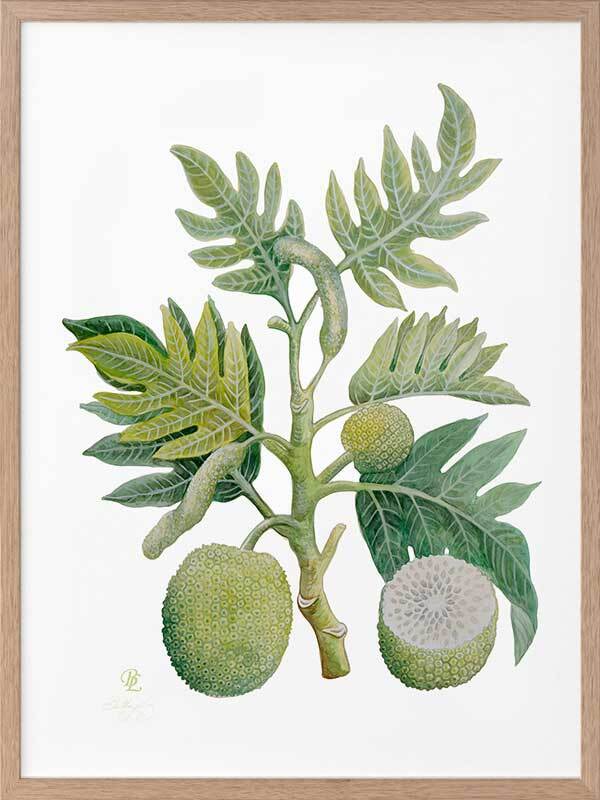 Breadfruit Framed Art Print